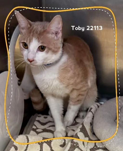 Toby thumbnail 5