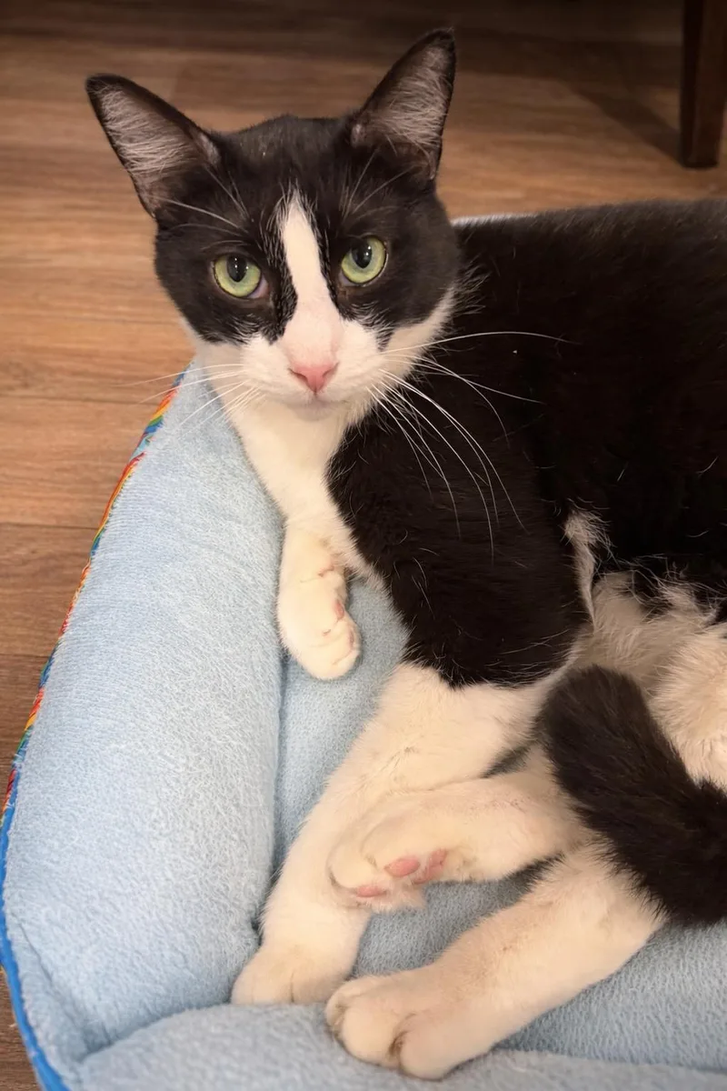 An adult medium-sized male Domestic Short Hair cat named Roger for adoption in Rio Linda, CA