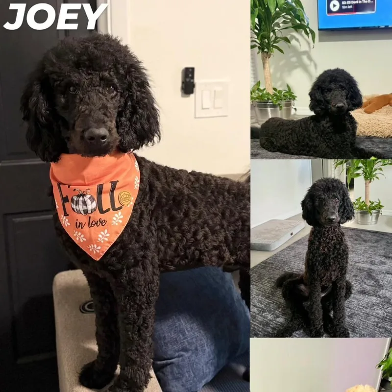 Joey