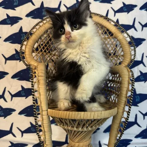 A baby small-sized female Domestic Medium Hair cat named Manchester United for adoption in Toms River, NJ