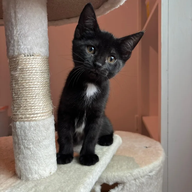 A baby small-sized female Black American Shorthair cat named Dinglehopper for adoption in Highland Park, NJ