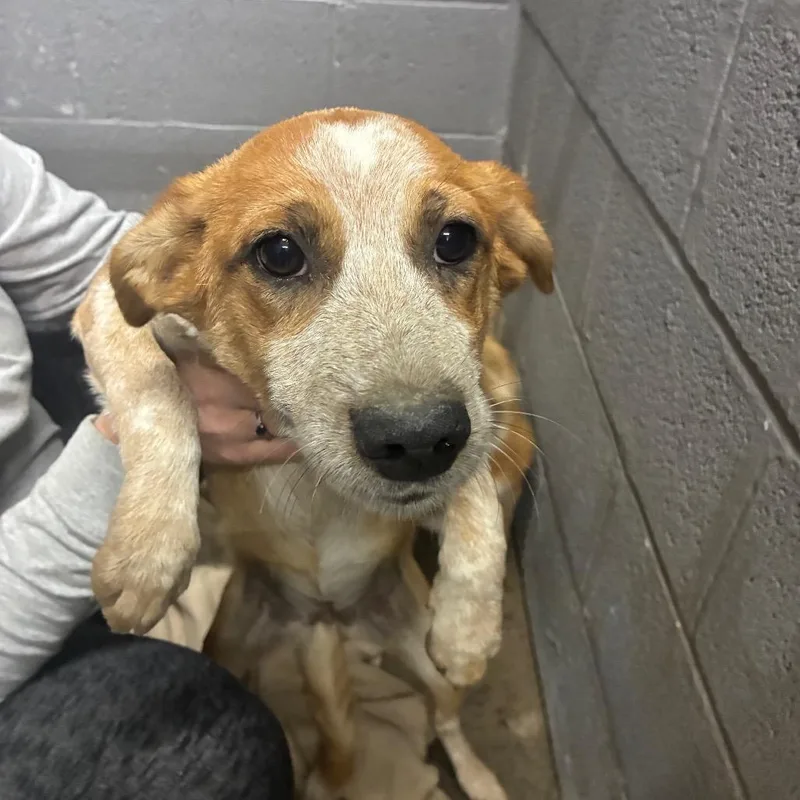 A baby small-sized female Mixed Breed dog named Lydia for adoption in Corbin, KY