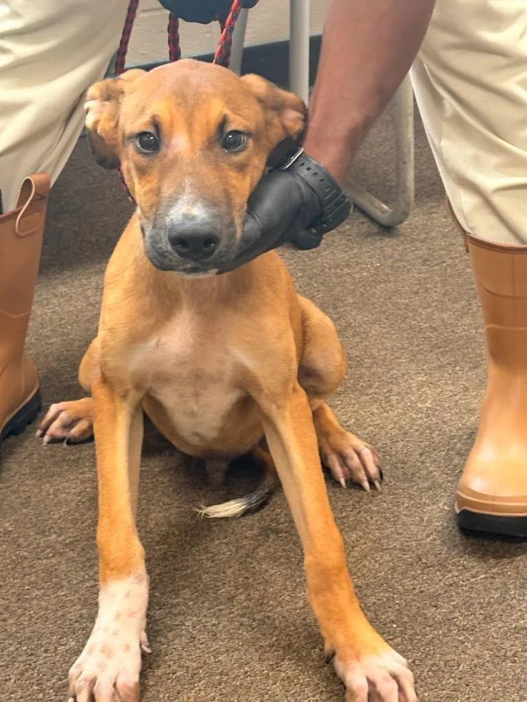 A baby small-sized male Mixed Breed dog named Tonks for adoption in Effingham, SC