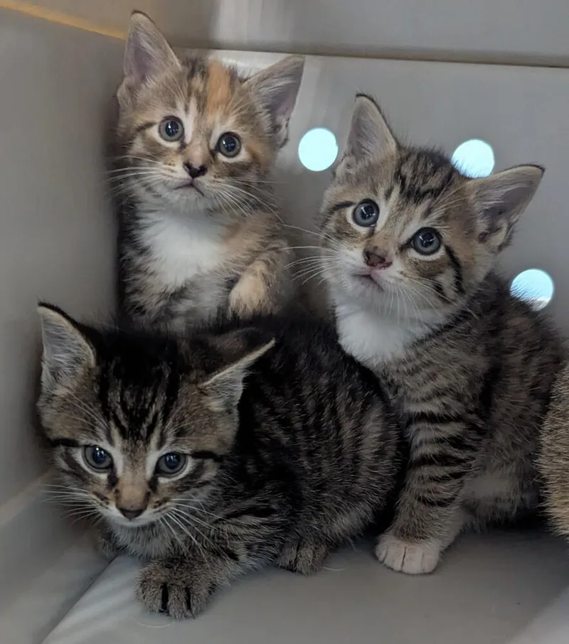 A baby small-sized female Domestic Short Hair cat named Kappa for adoption in Evansville, IN