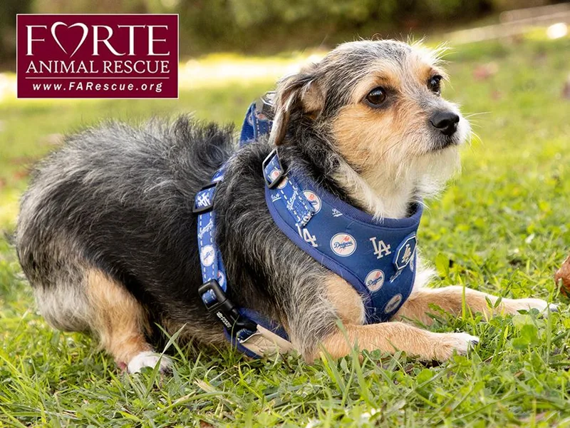 A young small-sized female Terrier dog named Molly for adoption in Marina Del Rey, CA