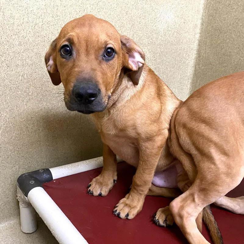 A baby large-sized male Redbone Coonhound dog named Copper for adoption in Monroe, GA