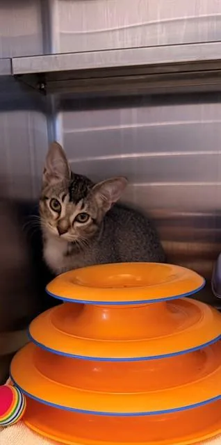 A baby small-sized female Domestic Short Hair cat named Agnes for adoption in Minneapolis, MN