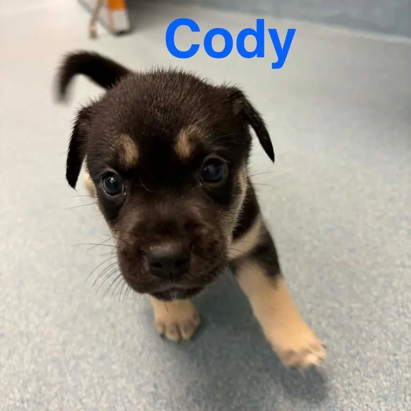 Cody Arriving  D thumbnail 2