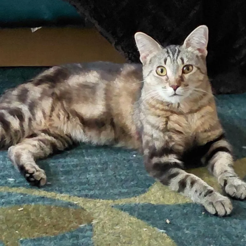 A young small-sized female Brown / Chocolate Domestic Short Hair cat named Daisy for adoption in St. Peters, MO