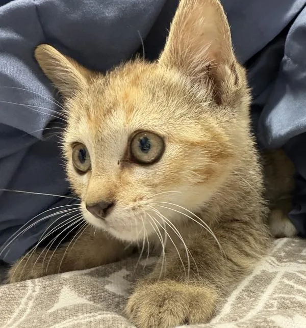A baby small-sized female Domestic Short Hair cat named Faye for adoption in Escondido, CA