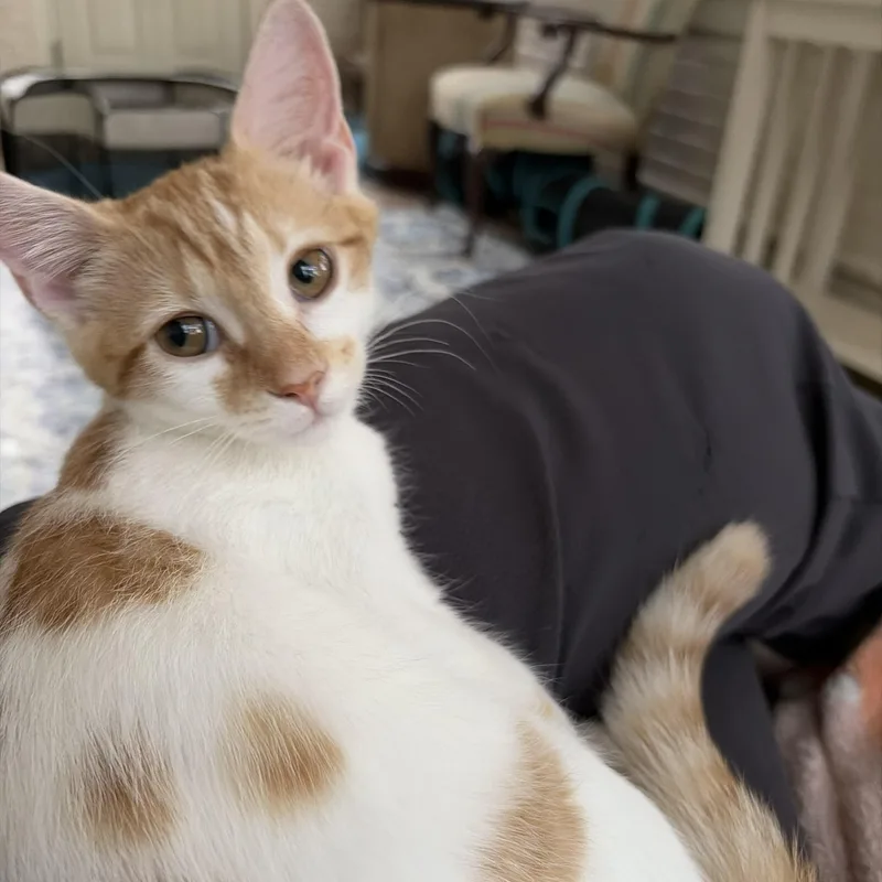 A young medium-sized female Orange & White Domestic Short Hair cat named Lola for adoption in SNOW HILL, NC