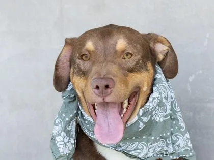 A young large-sized male Mixed Breed dog named Gio for adoption in Longmont, CO