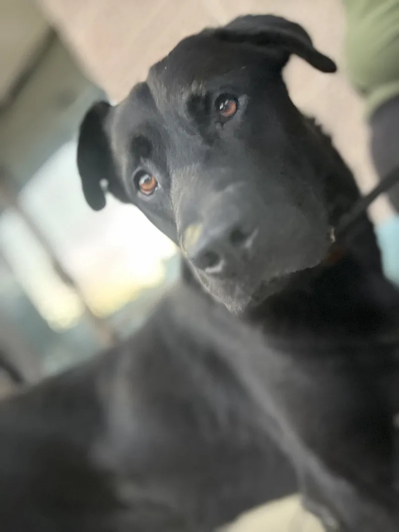 A young medium-sized male Black Labrador Retriever dog named Trooper for adoption in Hayward, CA