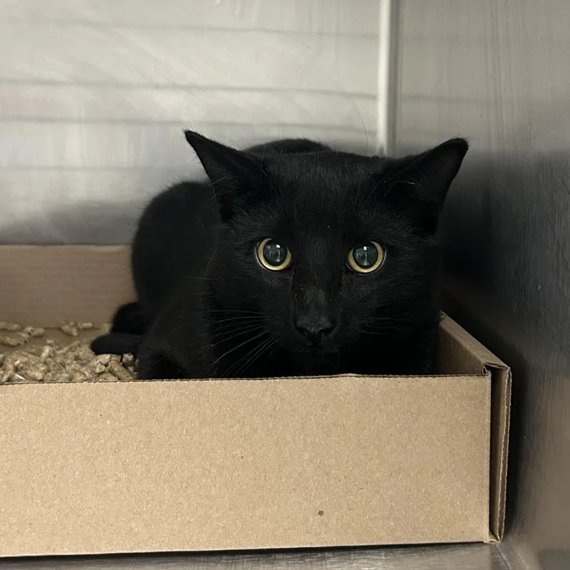 A baby medium-sized male Black Domestic Short Hair cat named Cedar for adoption in Newark, NJ