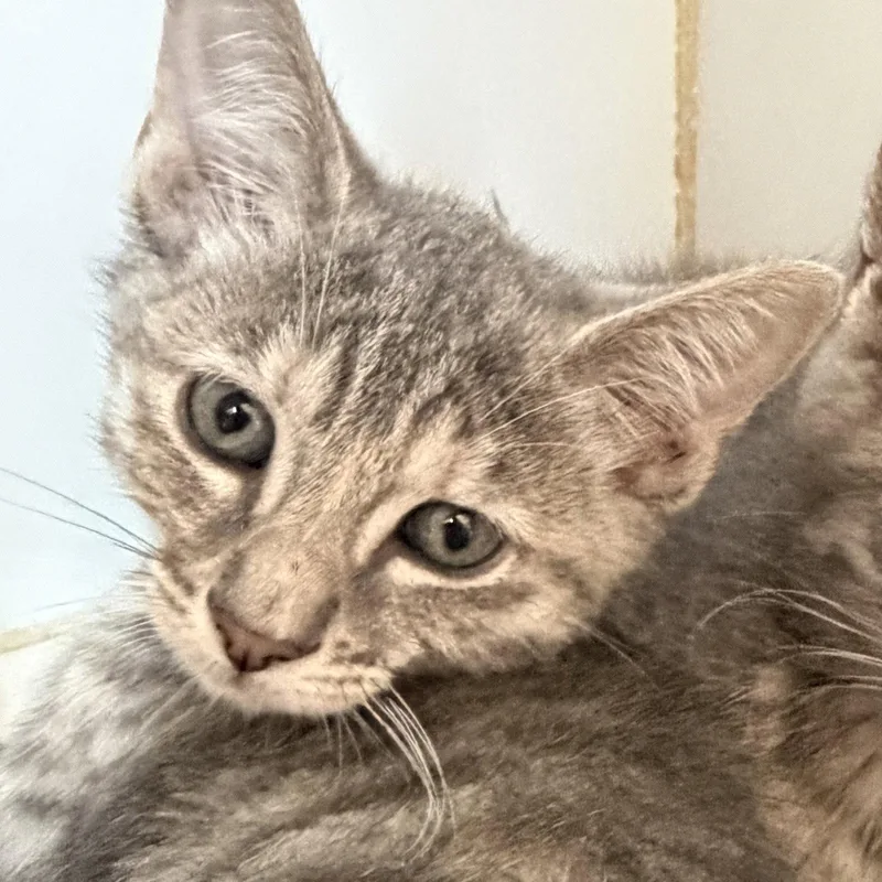 A baby small-sized female Domestic Short Hair cat named Beignet for adoption in Oakland, CA