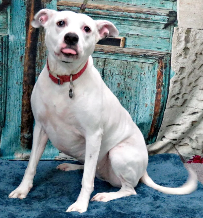 An adult large-sized female White / Cream Pit Bull Terrier dog named Luna for adoption in Lexington, VA