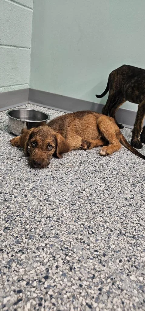 A baby medium-sized male Terrier dog named Scooby for adoption in Athens, TN