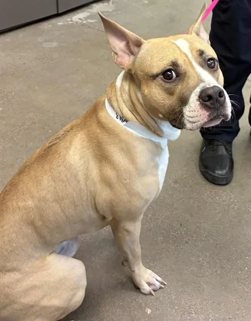 An adult large-sized male Pit Bull Terrier dog named Bruce for adoption in Mesa, AZ
