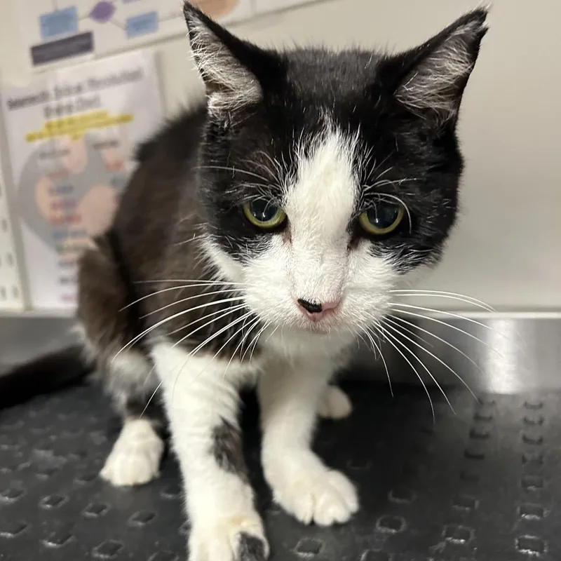 A senior medium-sized female Black Domestic Short Hair cat named Marshmello for adoption in League City, TX