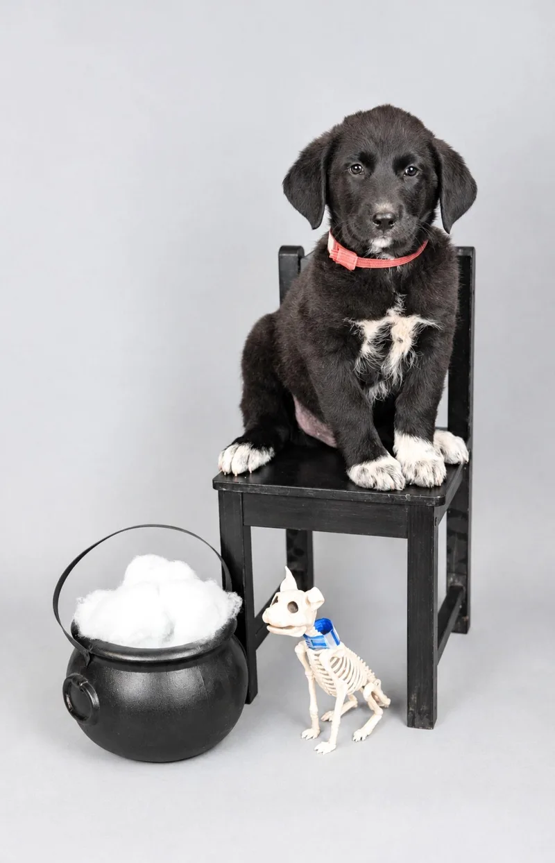A baby large-sized male Great Pyrenees dog named 869-26 for adoption in Brighton, CO