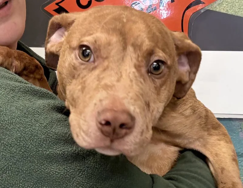 A baby medium-sized male Merle (Red) Catahoula Leopard Dog dog named Gordy for adoption in Columbus, IN