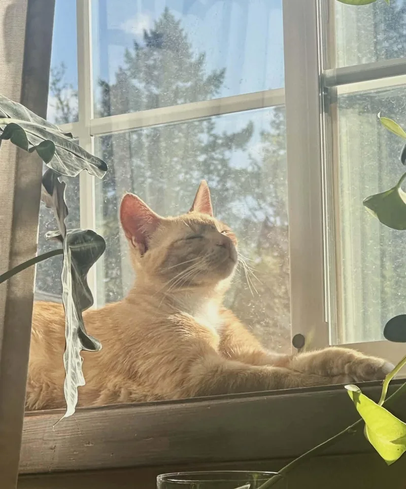 Mateo