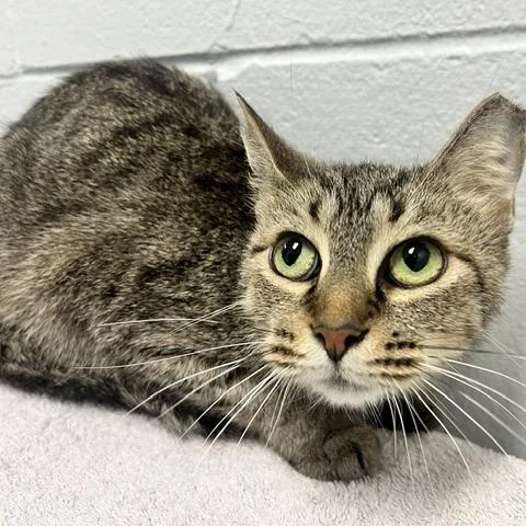 A young medium-sized female Brown / Chocolate Domestic Short Hair cat named Hummingbird for adoption in Dayton, OH