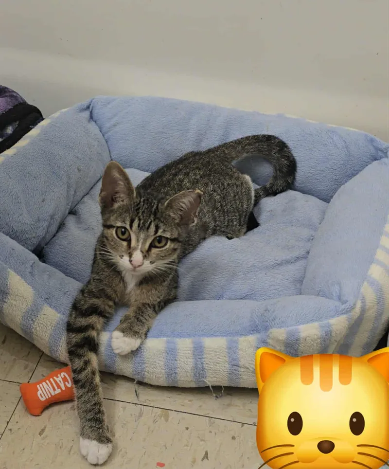 Serenity thumbnail 4