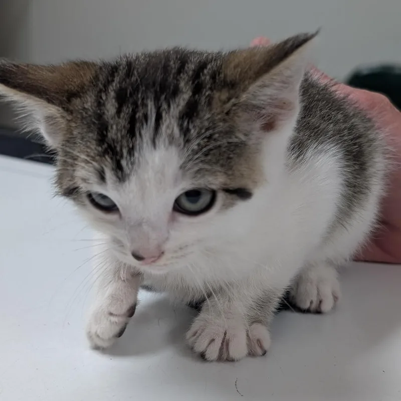 A baby small-sized female Brown / Chocolate Domestic Short Hair cat named Betty for adoption in Canton, IL