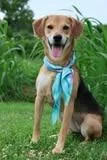 A young medium-sized female Mixed Breed dog named Ingrid for adoption in Columbia, TN