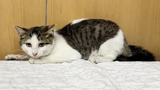 A baby small-sized female Domestic Short Hair cat named Gerber for adoption in Saint Louis, MO