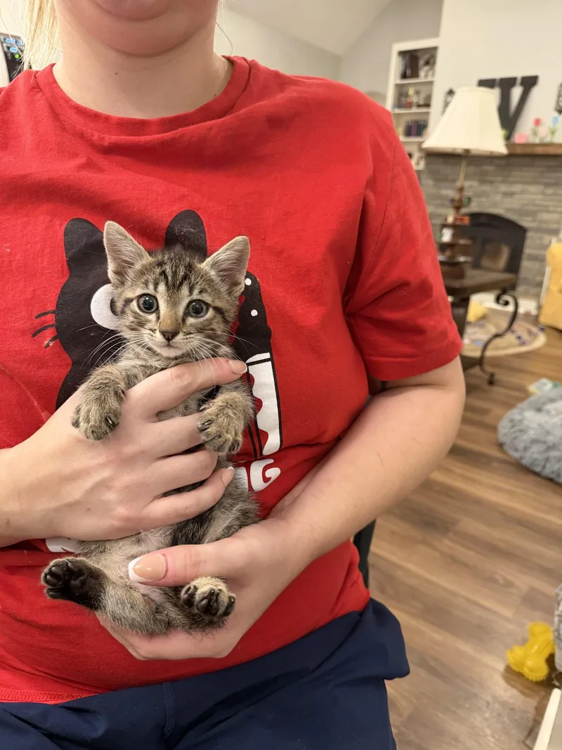 A young medium-sized male Domestic Short Hair cat named Crow for adoption in Camden, SC