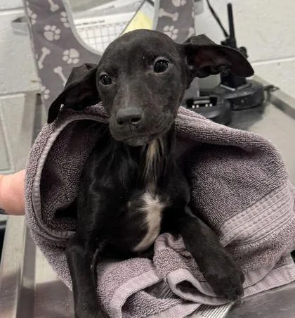 A baby medium-sized female Black Doberman Pinscher dog named Cadence Marie for adoption in Kansas City, MO