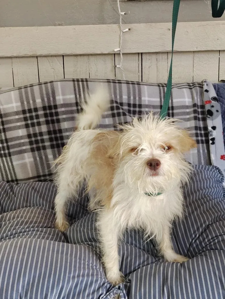 A young small-sized male Yorkshire Terrier dog named Gotthard for adoption in Fort Worth, TX
