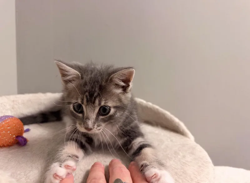 A baby medium-sized male Tabby (Gray / Blue / Silver) Domestic Short Hair cat named Waffles for adoption in Batesville, AR
