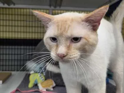 A young medium-sized male Cream / Ivory Domestic Short Hair cat named Chunky Monkey for adoption in Fernandina Beach, FL