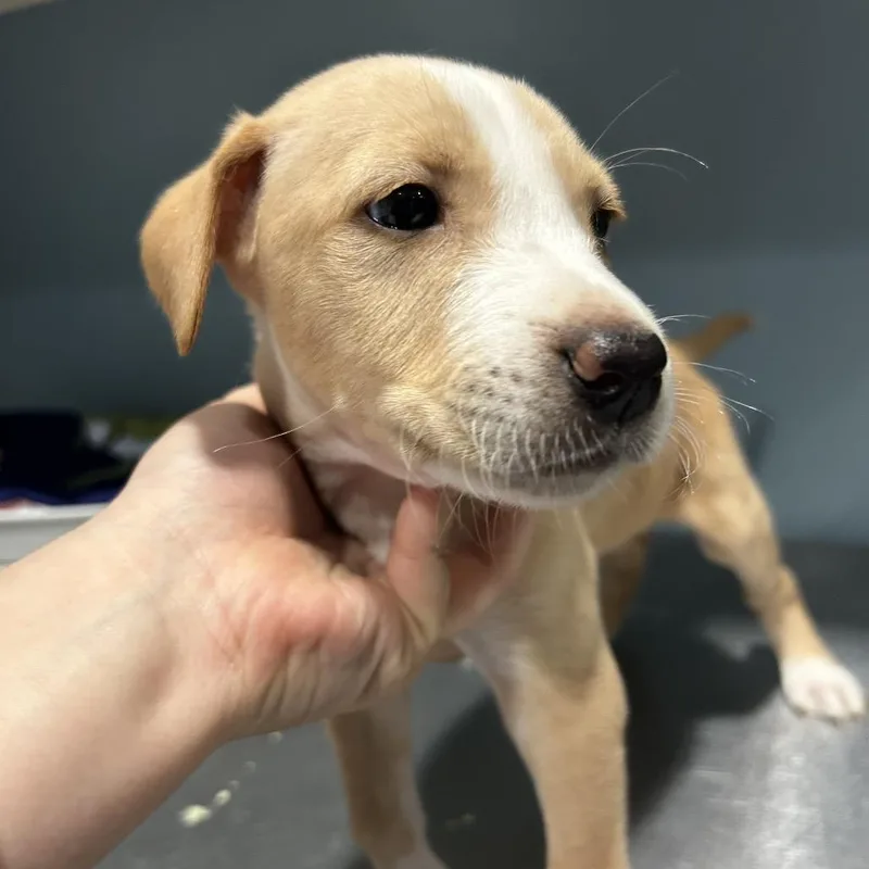 A baby small-sized male Yellow / Tan / Blond / Fawn Mixed Breed dog named Carson for adoption in Chattanooga, TN