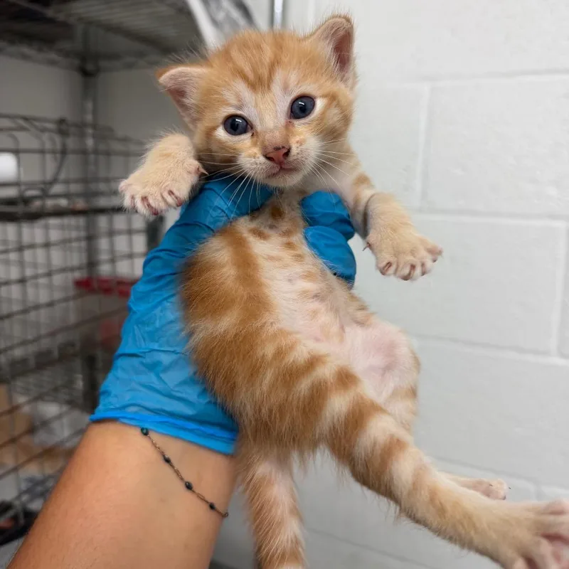 A baby small-sized female Orange / Red Domestic Short Hair cat named Monstera for adoption in Edinburg, TX