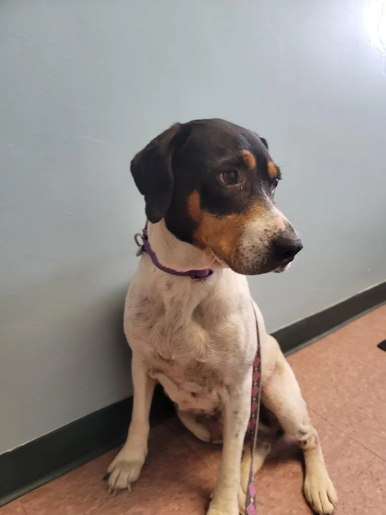 An adult medium-sized female Hound dog named Valerie for adoption in Wabash, IN