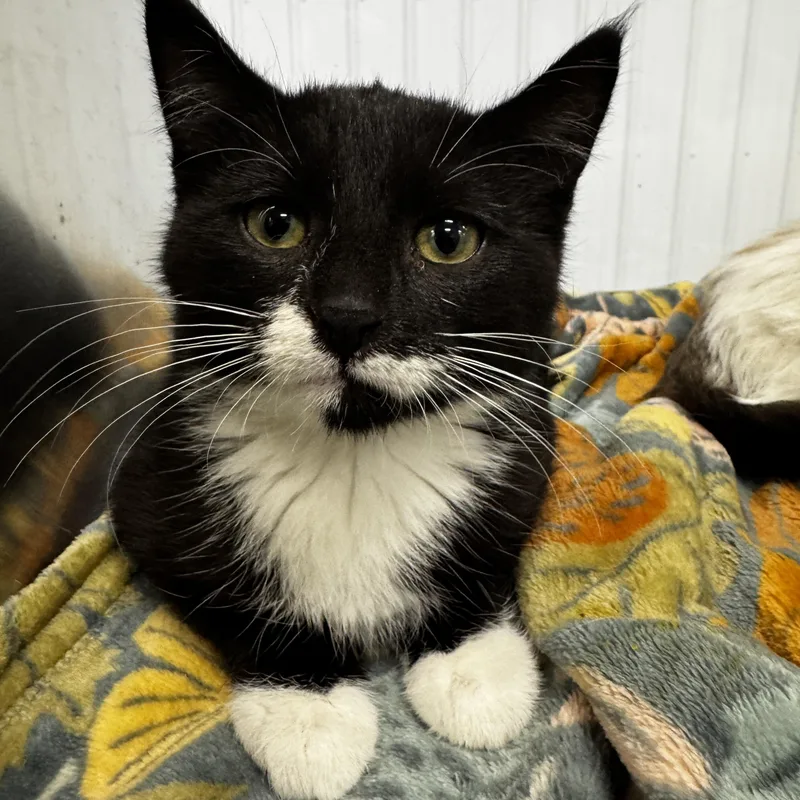 A baby small-sized female Black & White / Tuxedo Domestic Short Hair cat named Margo for adoption in Faribault, MN