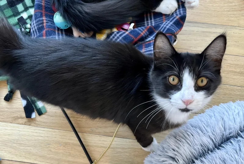 A young small-sized male Domestic Medium Hair cat named Sprinkles for adoption in Hull, MA