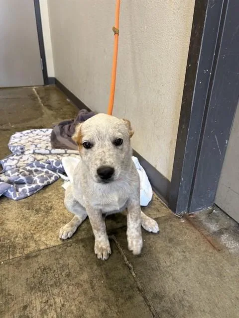 A baby small-sized male Australian Cattle Dog / Blue Heeler dog named Chewie for adoption in Ontario, CA