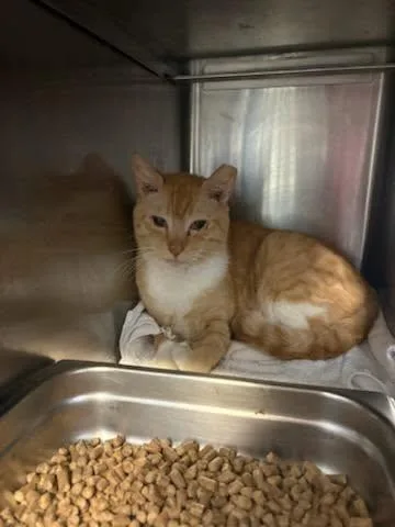 An adult medium-sized male Domestic Short Hair cat named Michael for adoption in Jacksonville, FL