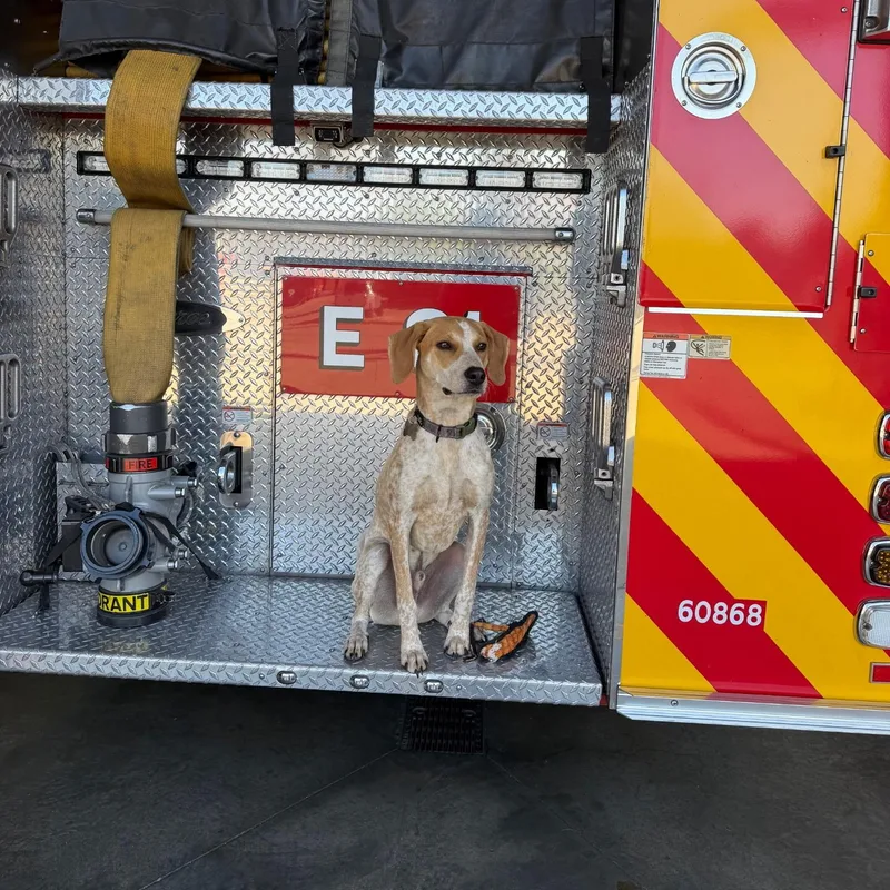 An adult medium-sized male White / Cream Bluetick Coonhound dog named Waylon Jennings for adoption in Spring hill, TN