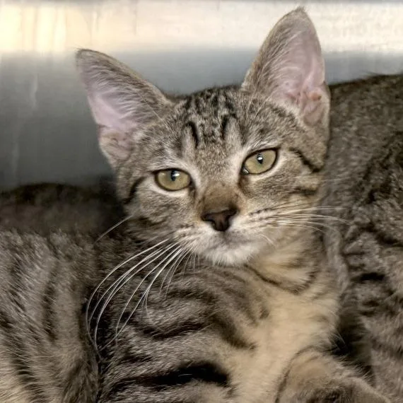 A baby small-sized male Gray / Blue / Silver Domestic Short Hair cat named Max Headroom for adoption in Austin, TX