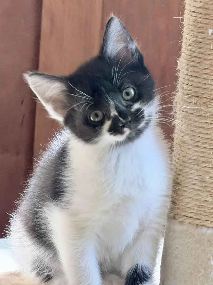 A baby small-sized female Black & White / Tuxedo Domestic Short Hair cat named Matilda for adoption in Silver Spring, MD