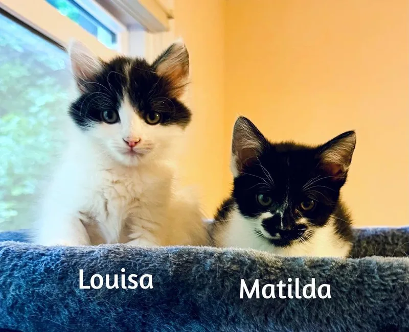 Matilda thumbnail 2