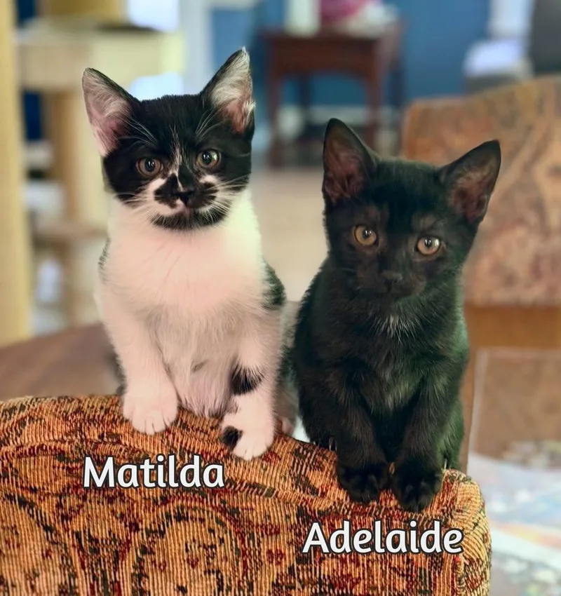 Matilda thumbnail 3
