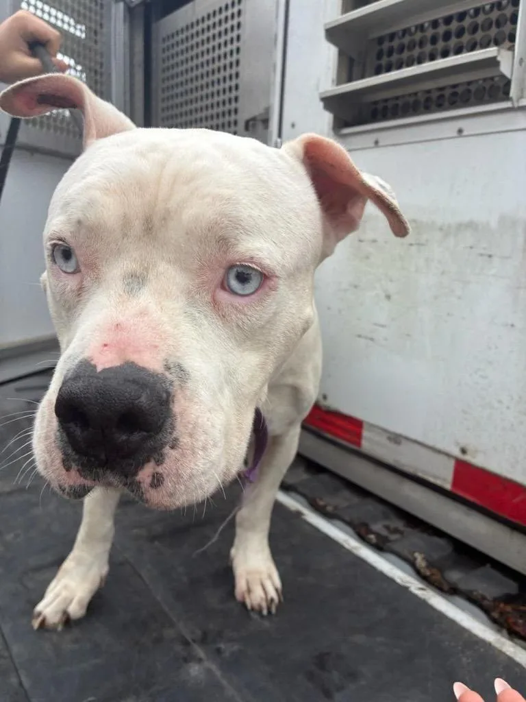 An adult medium-sized female Pit Bull Terrier dog named Angel Camden for adoption in Woodbine, GA