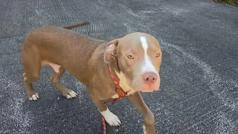 Stitch aka Chauncey thumbnail 2